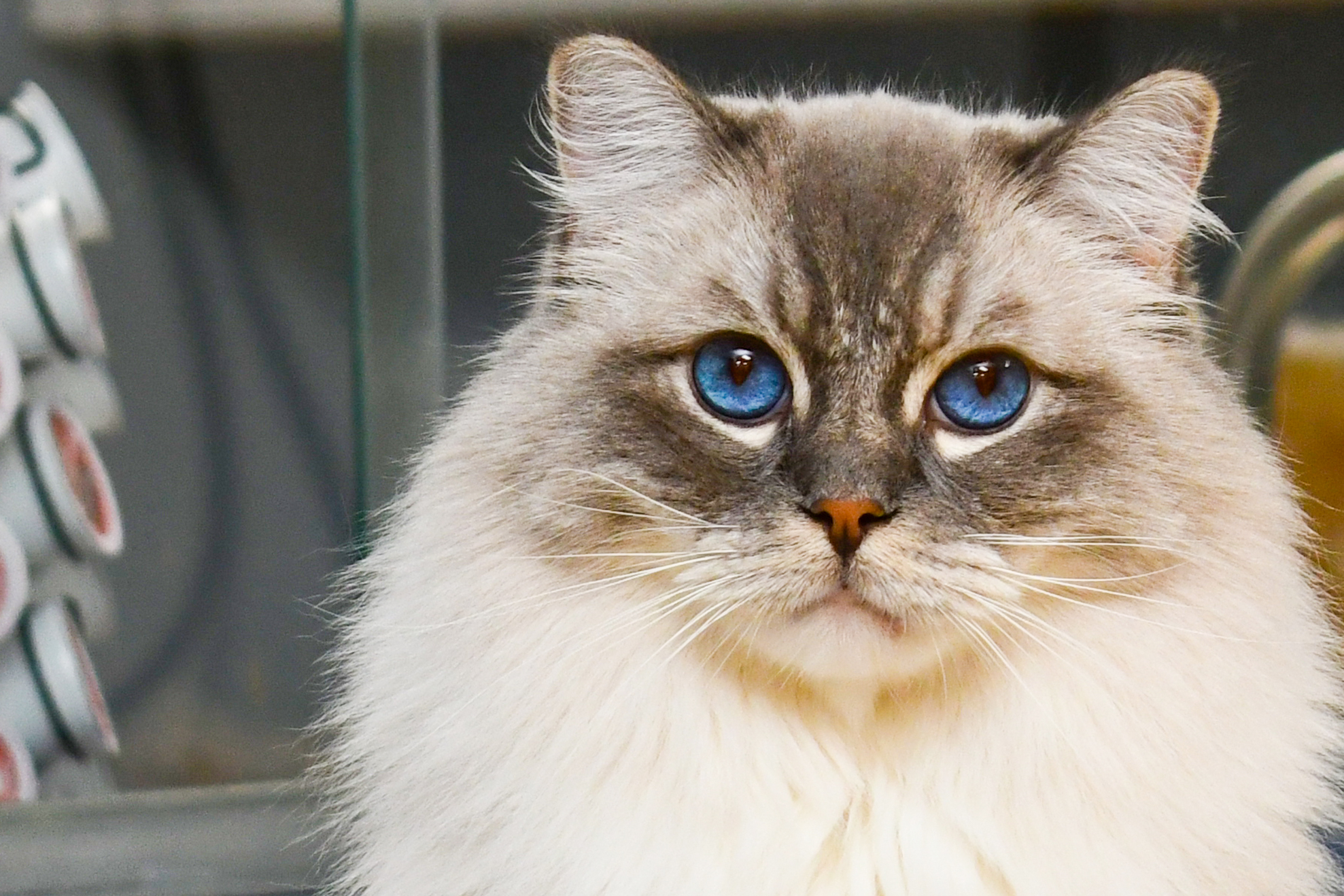 Business Development Consultants Value Pet Vet