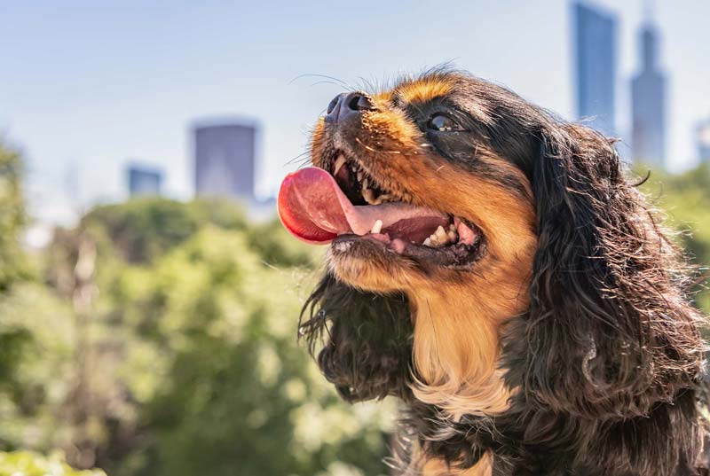 valuepetvet-chicago-mobi