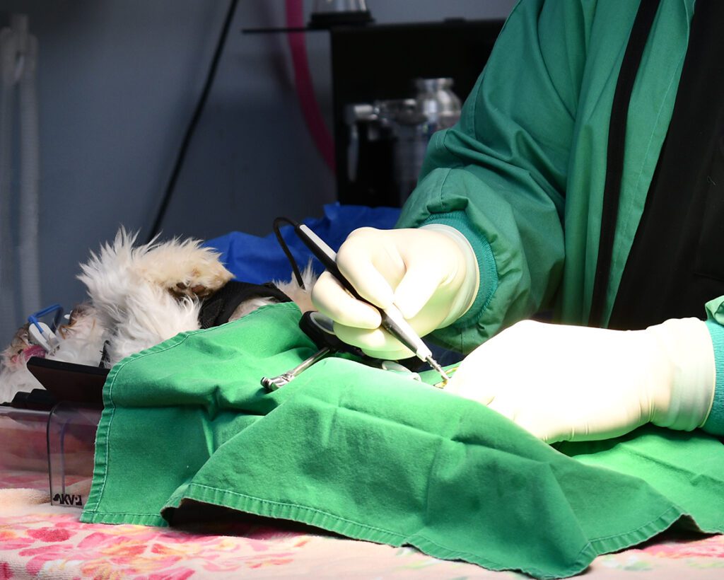 general pet surgery