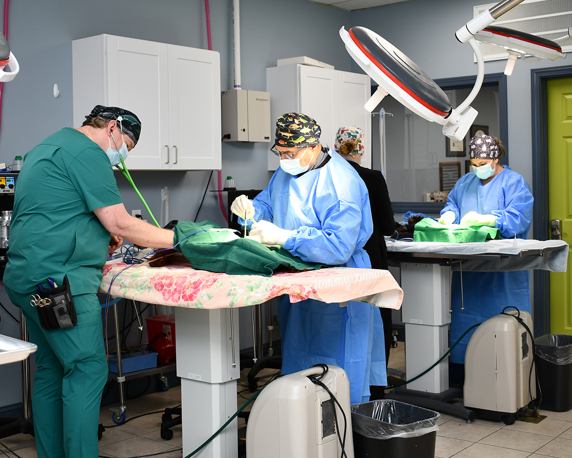 low-cost-spay-and-neuter-value-pet-vet-vet-in-ct-vet-in-il