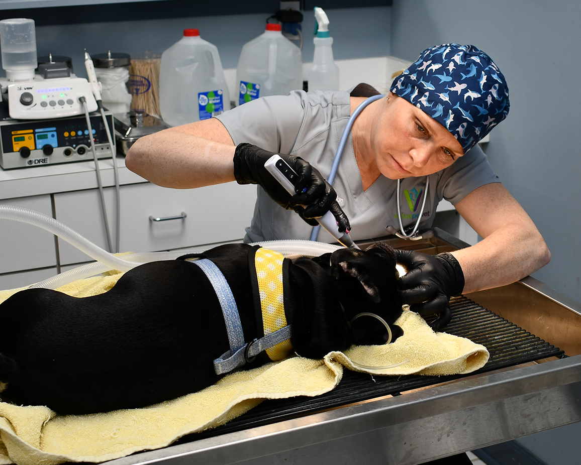 Pet Dental Care Value Pet Vet Vet in CT Vet in IL