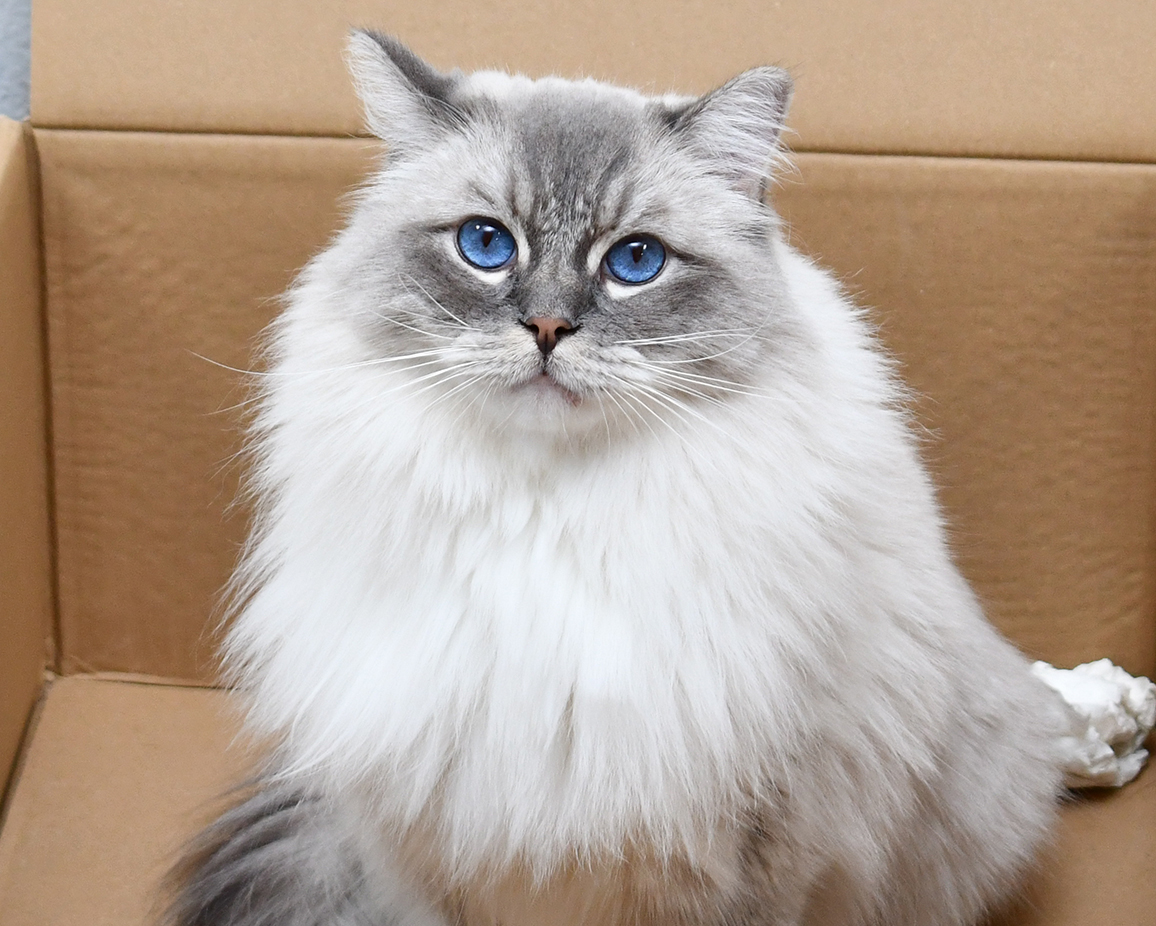 Spay/Neuter Pricing and Policies Value Pet Vet Vet in CT