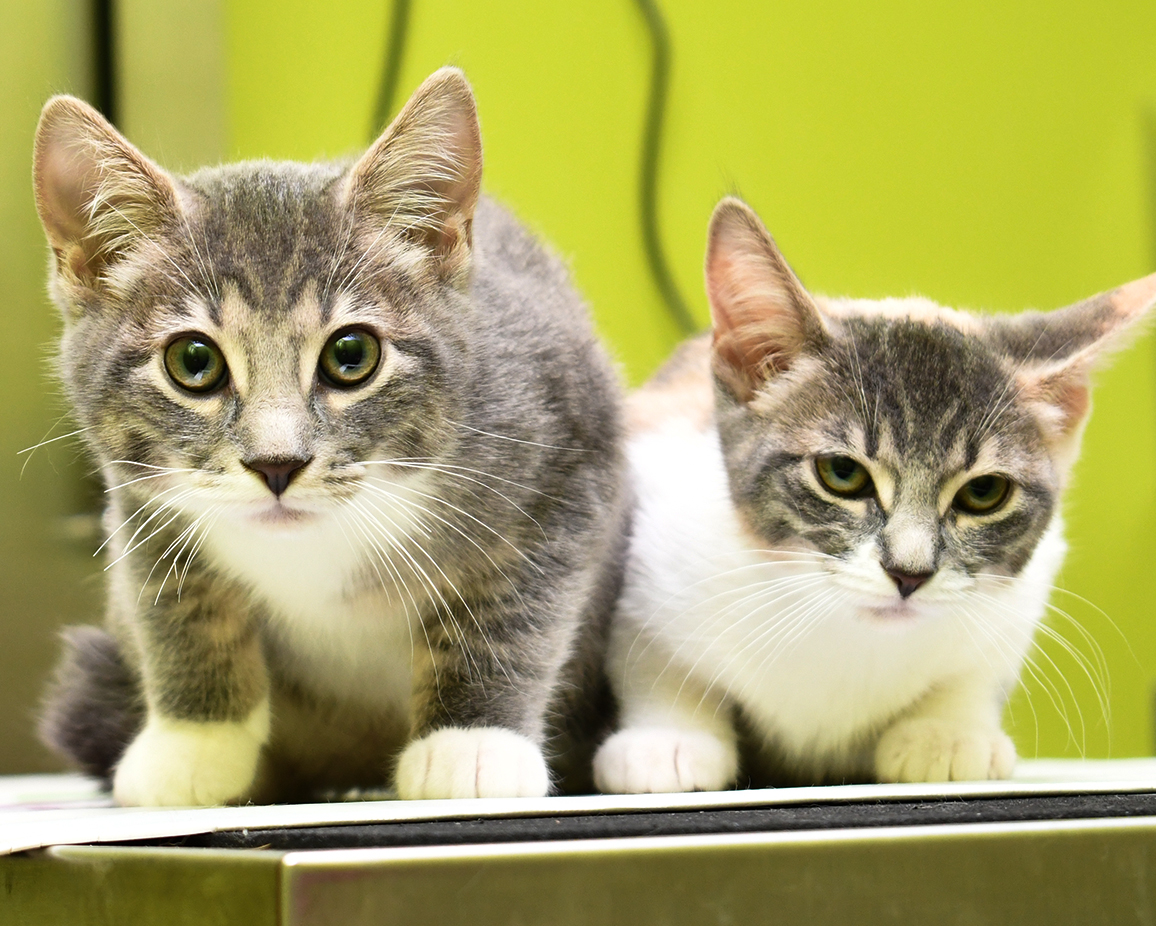 Health Travel Certificates Value Pet Vet Vet in CT Vet in IL