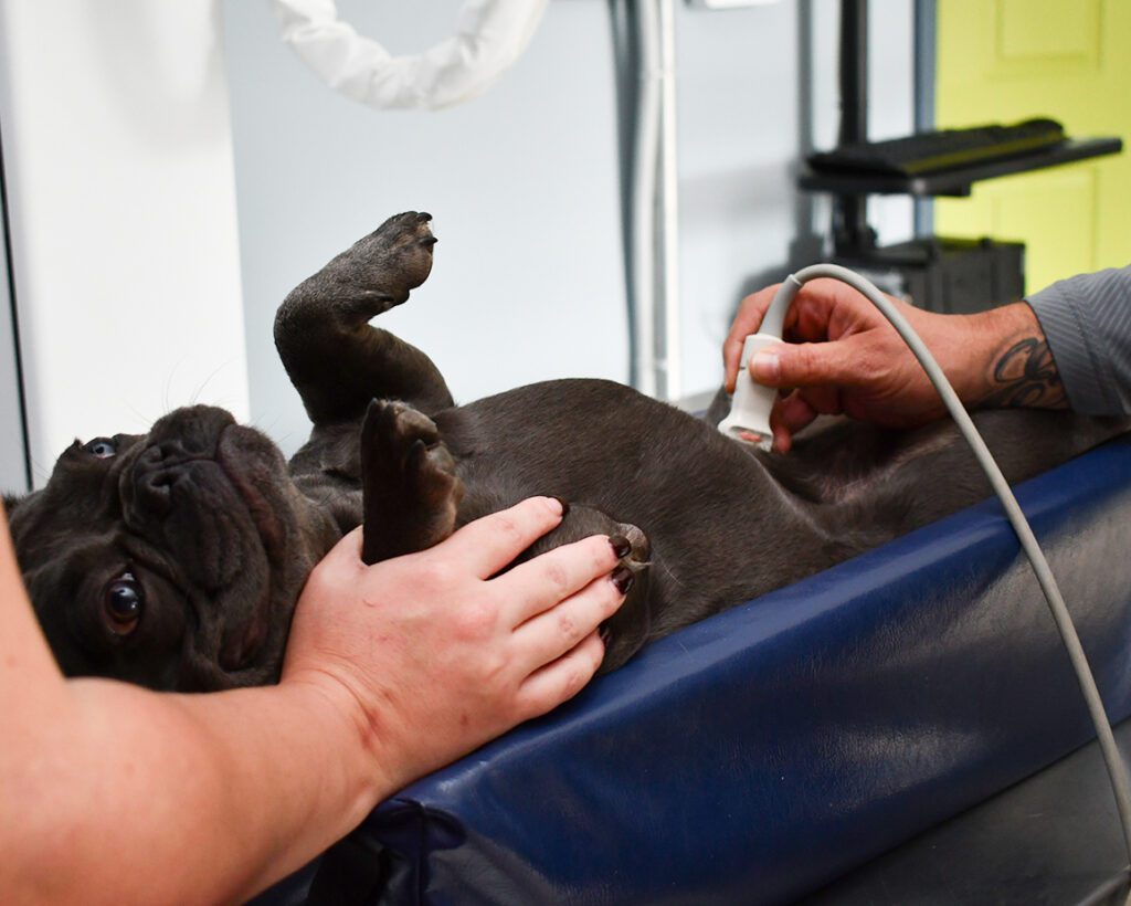 Ultrasound Services for Pets in Monroe and Norwalk CT