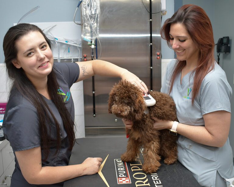 Pet Microchipping at ValuePetVet