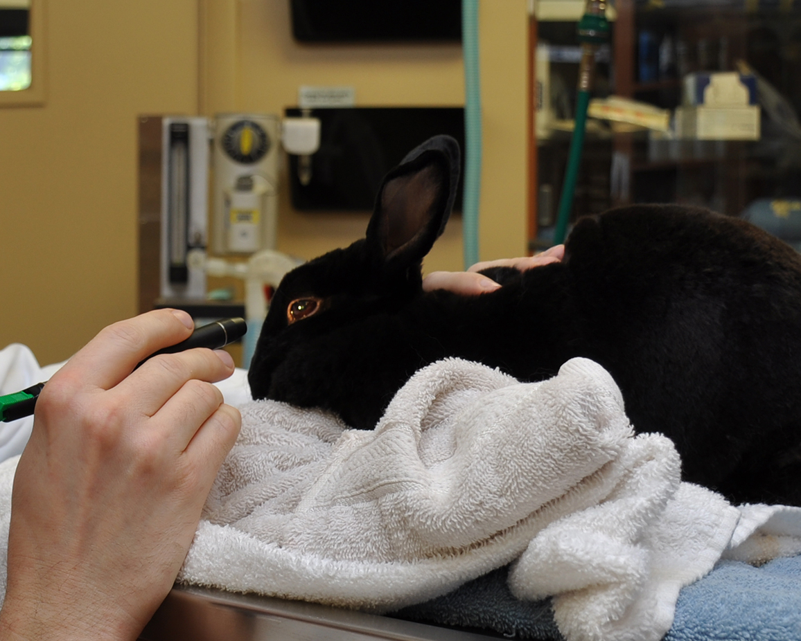 Low Cost Spay/Neuter | Rabbit | Value Pet Vet | CT Vet | IL Vet