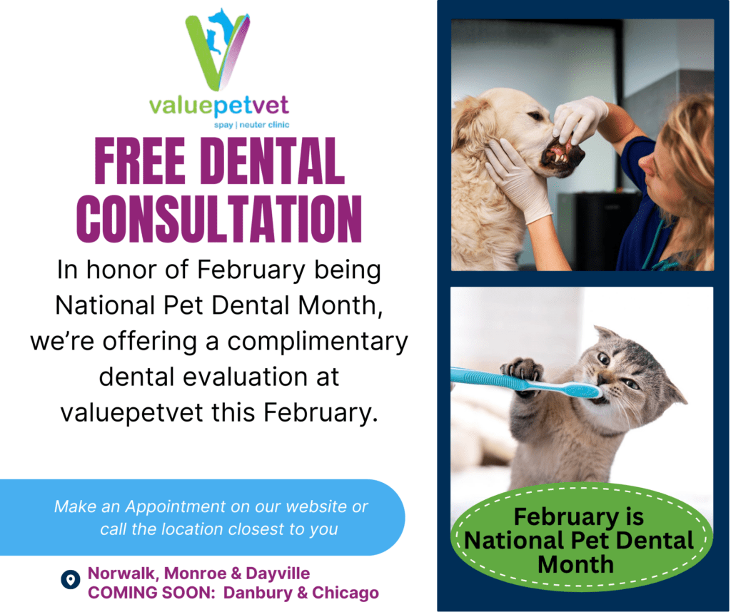 February Dental Month Free Dental Consultation